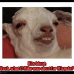 Deep thoughts. | Hits blunt:
"Bruh, what if Mike was short for Micycle?" | image tagged in stoned goat,funny | made w/ Imgflip meme maker