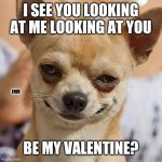 Say Yes, Baby. | I SEE YOU LOOKING AT ME LOOKING AT YOU; JMR; BE MY VALENTINE? | image tagged in smirking dog,look at me,valentine's day | made w/ Imgflip meme maker