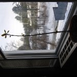 Avocado plant in snowy scene window