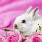 Valentine bunny