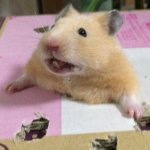 Stuck hamster