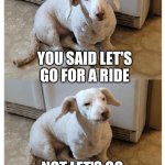 Not the vet | YOU SAID LET'S GO FOR A RIDE; NOT LET'S GO FOR A RIDE TO THE VET | image tagged in skadi the stumpy puppy,dog memes,cuteness,funnymemes,dissapointed puppy,disappointed dog | made w/ Imgflip meme maker