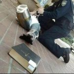 knight, police and bible