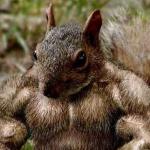 Muscle squirrel meme