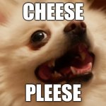 cheese pleese | CHEESE; PLEESE | image tagged in cheese pleese | made w/ Imgflip meme maker