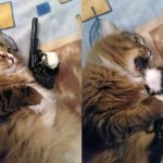 Cat Biting A Revolver