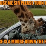 Helpful Giraffe | EXCUSE ME SIR PLEASE TURN BACK; THERE IS A MOOSE DOWN THE ROAD | image tagged in giraffe head bash,helping,moose,car,headbutt,smash | made w/ Imgflip meme maker