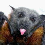 Bat Cute