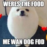 weere ta food | WERES THE FOOD; ME WAN DOG FOD | image tagged in eggdog | made w/ Imgflip meme maker