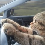 Cat driving car