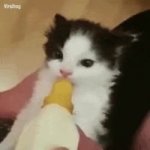 wiggling ear kitten being fed GIF Template