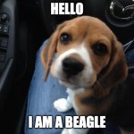 Beagle puppy | HELLO; I AM A BEAGLE | image tagged in beagle puppy | made w/ Imgflip meme maker