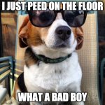 beagle sunglasses | I JUST PEED ON THE FLOOR; WHAT A BAD BOY | image tagged in beagle sunglasses | made w/ Imgflip meme maker
