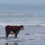 Cow ocean meme