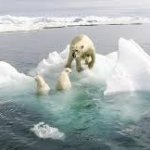 polar bears on melting ice