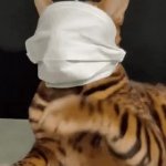 mask cat GIF Template