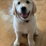 Daily Bad Dad Joke 02/19/2021 | WHAT DO YOU CALL A DOG WITH A METAL DETECTOR? A GOLD RETRIEVER. | image tagged in marvel the golden retriever | made w/ Imgflip meme maker