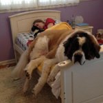 big dog or small bed? meme