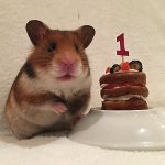 Hamster cake meme