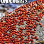 beetles reunion | DID YOU HEAR ABOUT THE
BEETLES REUNION ? | image tagged in beetles reunion,beetles meeting,the beetles,lady bugs,family reunion | made w/ Imgflip meme maker