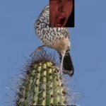 End this | KYLO WREN | image tagged in cactus wren | made w/ Imgflip meme maker