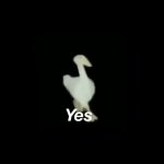 Duck Says Yes GIF Template