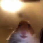 Hamster