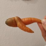 Dancing carrot