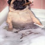 Pug Dog Cigar Bubble Bath