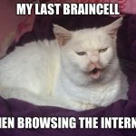 So much stupid it’s hilarious | MY LAST BRAINCELL; WHEN BROWSING THE INTERNET | image tagged in kitty cat dull surprise,cat,last braincell,browsing internet | made w/ Imgflip meme maker