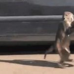 Stealing monkey GIF Template
