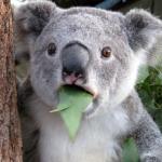 Suprised koala