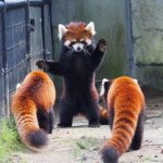 Red Panda Instruction
