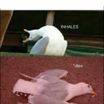 Sea gull dies meme