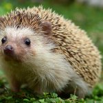 Confused Hedgehog