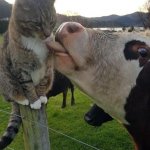 Cow licking cat