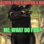 Toothless | WHEN EVER I SEE A RAT OR A MOUSE. ME: WHAT DO I DO? | image tagged in toothless | made w/ Imgflip meme maker