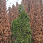 Thuja brown