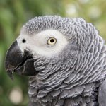 african grey parrot meme