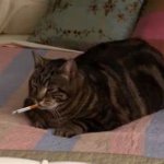 Smoking Cat
