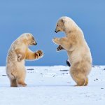 Dancing Polar Bears