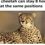 Still Cheetah