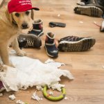 MAGA Antifa did it meme