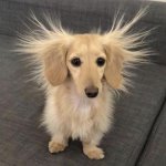 dog hair sticks up