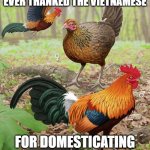 Jungle Fowl | HAVE WE AMERICANS EVER THANKED THE VIETNAMESE; FOR DOMESTICATING THE CHICKEN? | image tagged in jungle fowl | made w/ Imgflip meme maker