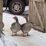 Courtship Geese