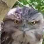 Angry Owl meme