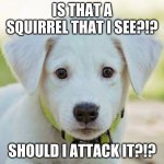 Scared dog | IS THAT A SQUIRREL THAT I SEE?!? SHOULD I ATTACK IT?!? | image tagged in scared dog | made w/ Imgflip meme maker