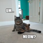 Cooky Cat | UM... MEOW? | image tagged in cat,funny | made w/ Imgflip meme maker