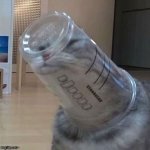 Cat dilemma